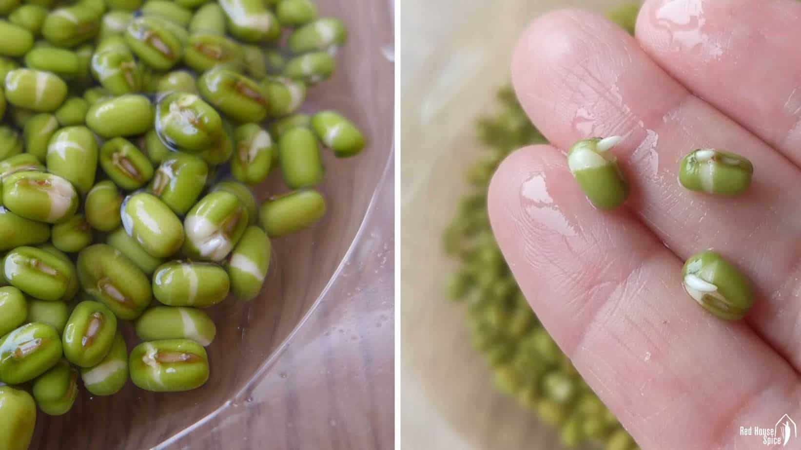 soaked mung beans