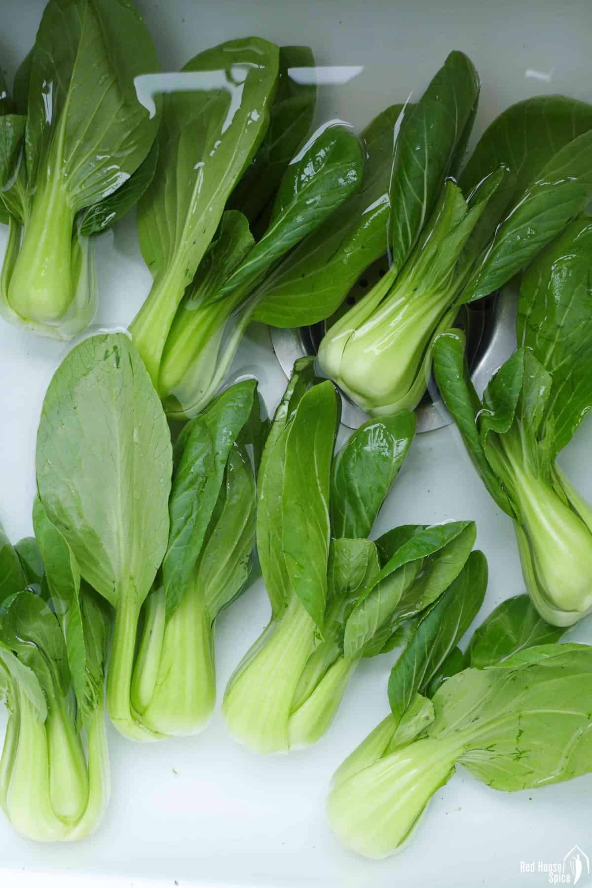 water Bok Choy