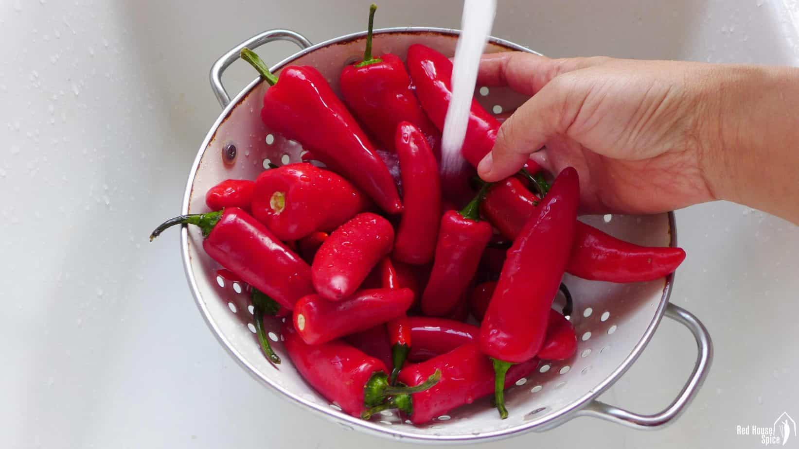 Washing chili peppers under running water