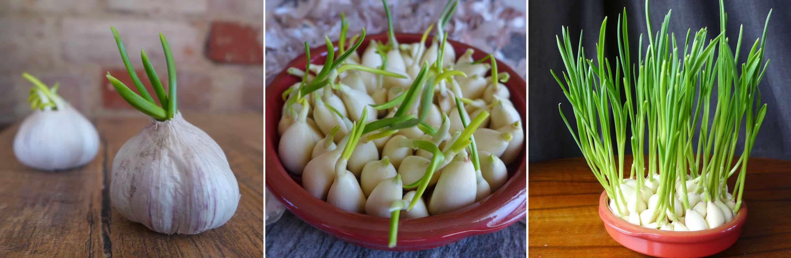 Don’t discard sprouted garlic! Grow them in water instead. Homegrown garlic sprouts add great flavour to omelette, noodles, salad, stir-fry, etc.