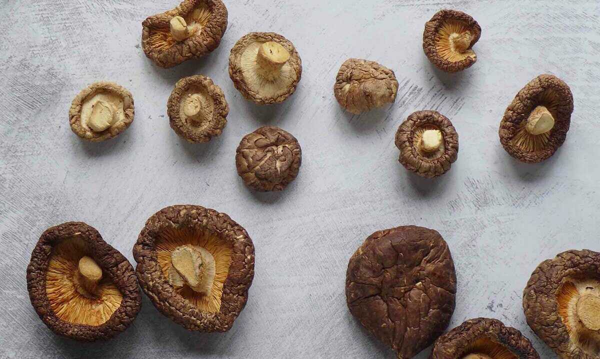 small and big dried shiitake mushrooms.
